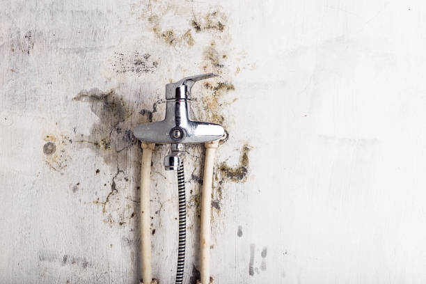 Best DIY Mold Remediation Support Services in Lyons, GA