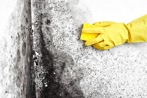 Best Emergency Mold Remediation in Lyons, GA