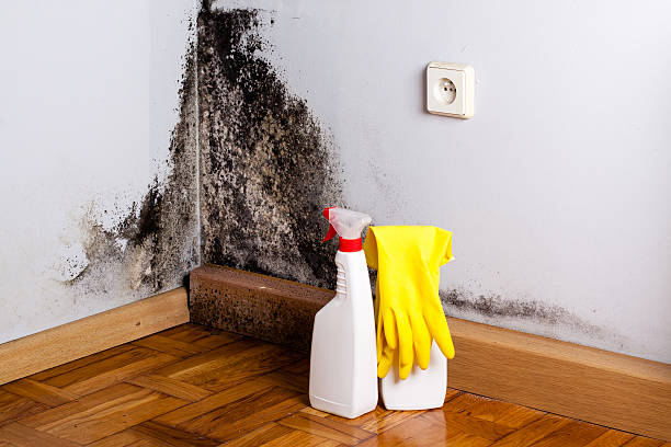 Best Commercial Mold Remediation in Lyons, GA