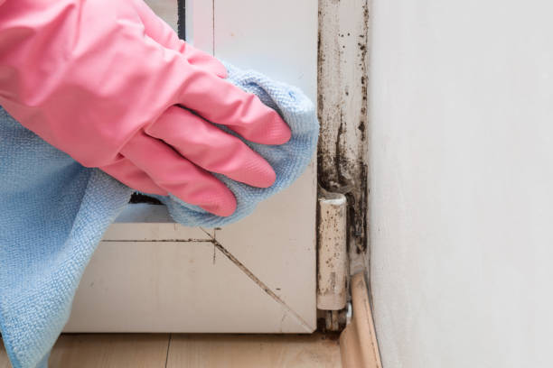 Best Insurance-Related Mold Remediation in Lyons, GA