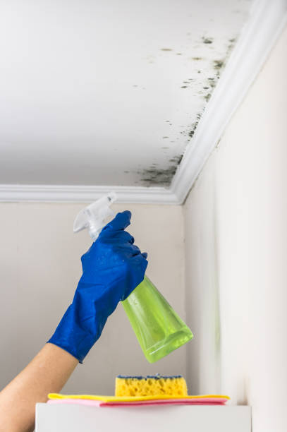 Best Residential Mold Remediation in Lyons, GA